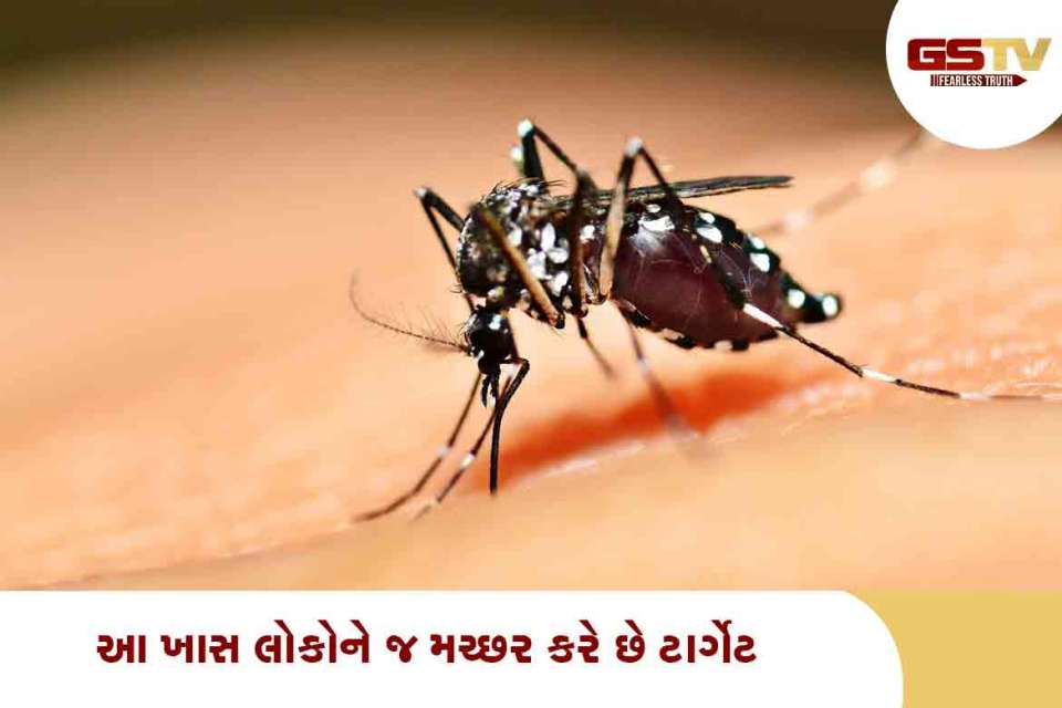 મચ્છર