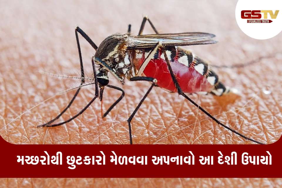 મચ્છરો