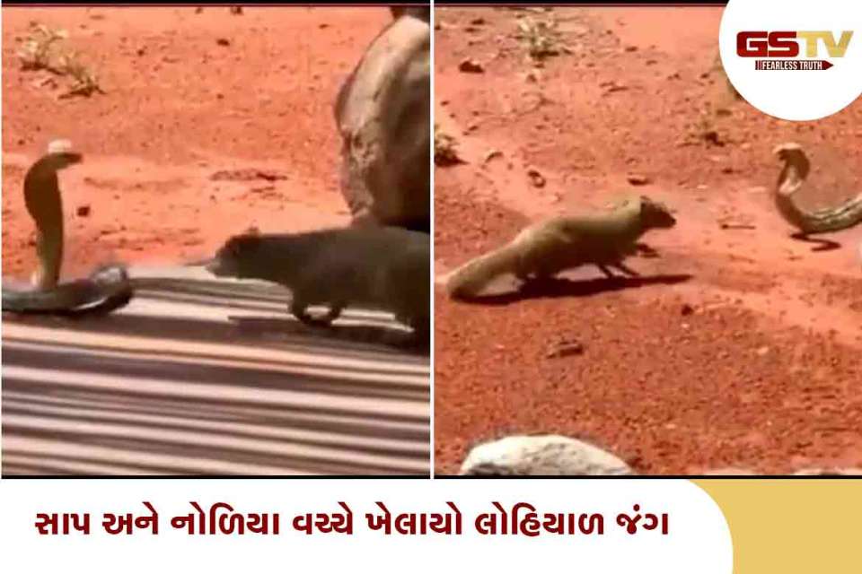 સાપ